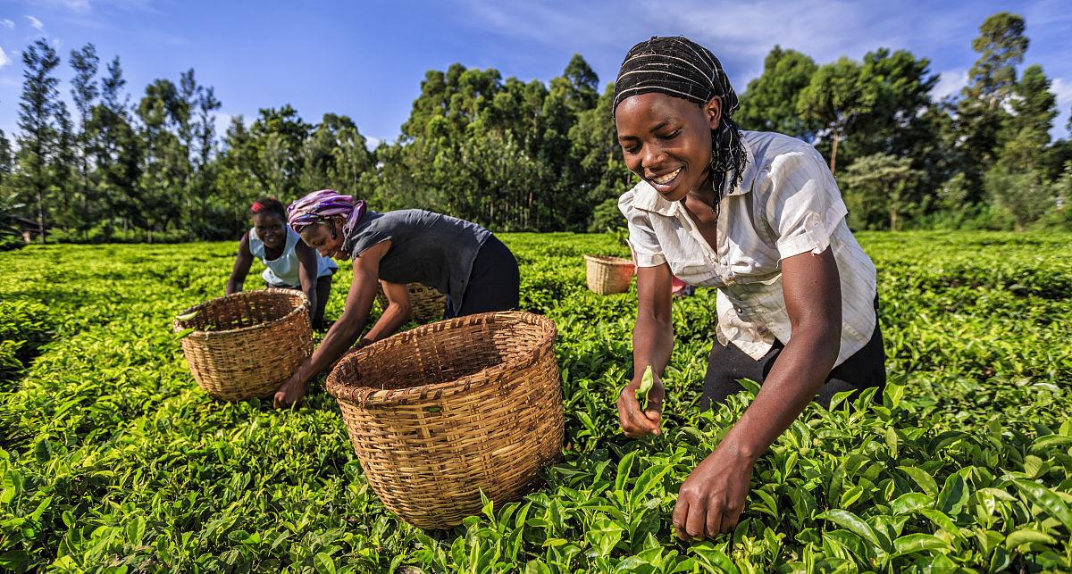 绿茶出口贸易的基本流程和需要提交的材料有什么？