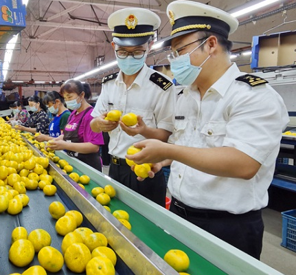 「食品出口报关」湖南首批柑橘顺利出口,离不开海关人员的支持
